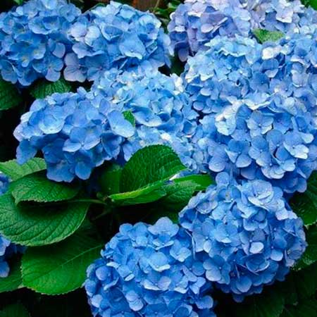  South Western Floral - Hydrangea_Blue