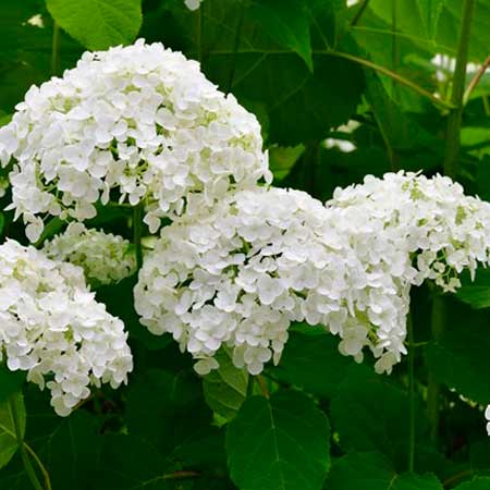  South Western Floral - Hydrangea_White