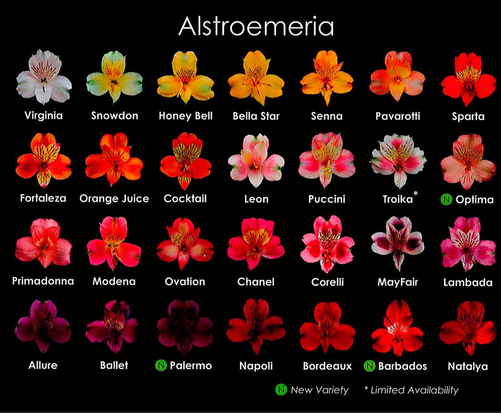  South Western Floral - Alstroemeria