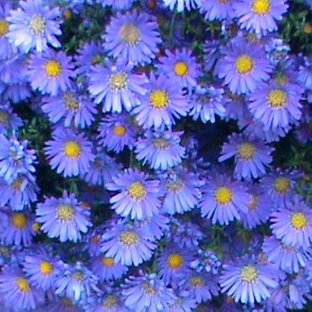  South Western Floral - Asters_Purple