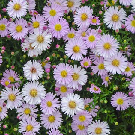  South Western Floral - Asters_White