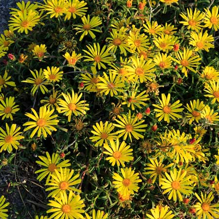  South Western Floral - Asters_Yellow
