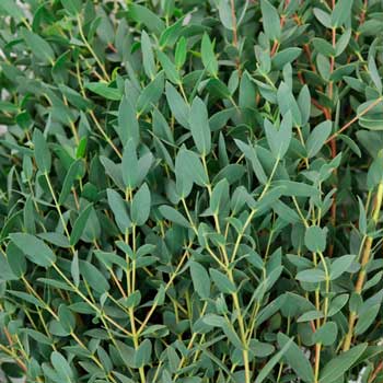  South Western Floral - Eucalyptus - Parvitolia