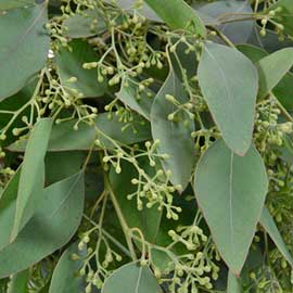  South Western Floral - Eucalyptus - Seedeed