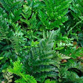  South Western Floral - Leather Fern