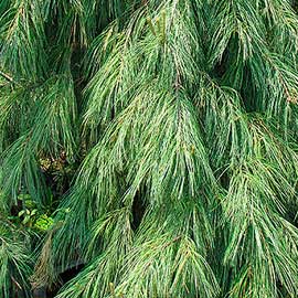  South Western Floral - White Pine