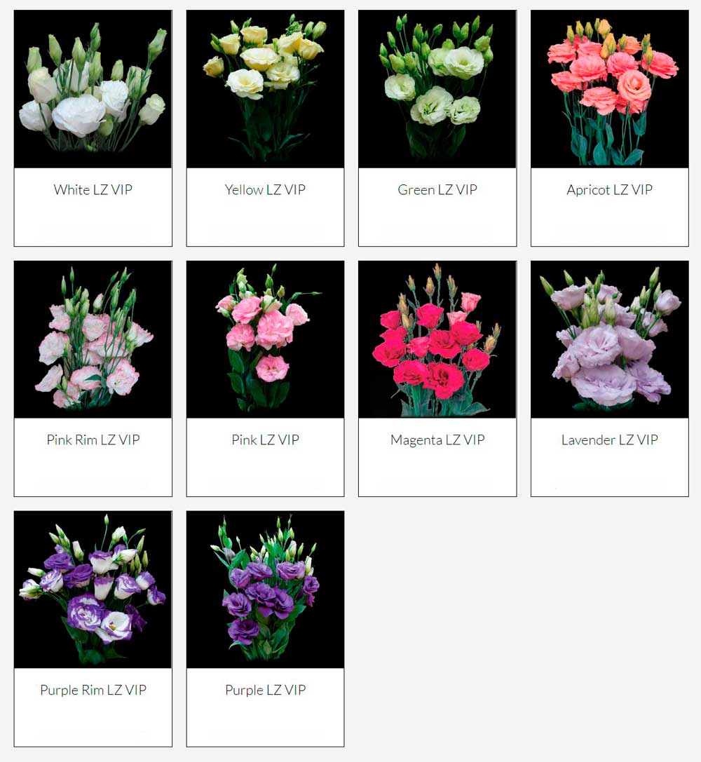  South Western Floral - lisianthus