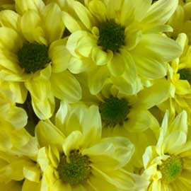  South Western Floral - Cream Daisy