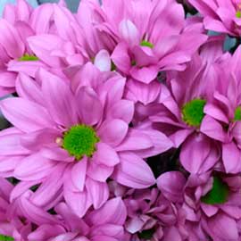  South Western Floral - Light Pink Daisy