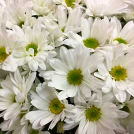  South Western Floral - White Daisy