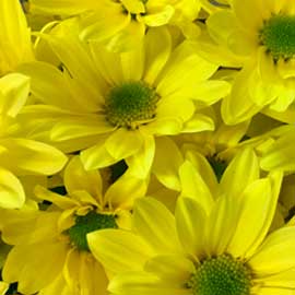  South Western Floral - Yellow Daisy