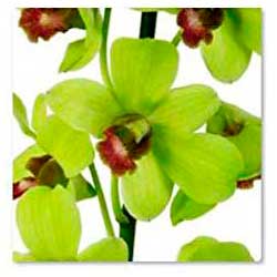 South Western Floral - Orchid_Green