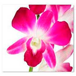  South Western Floral - Orchid_Pink