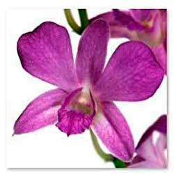  South Western Floral - Orchid_Purple
