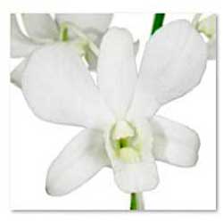  South Western Floral - Orchid_White