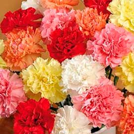  South Western Floral - Carnations