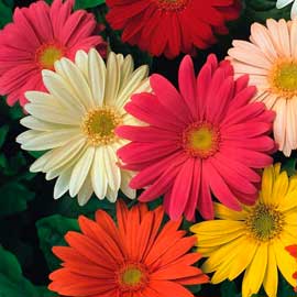  South Western Floral - Gerbera Daisy