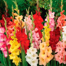  South Western Floral - Gladiolus