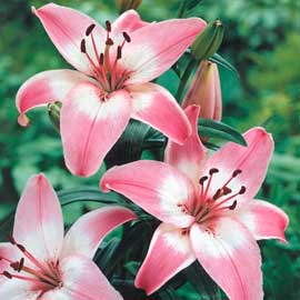 South Western Floral - lilies