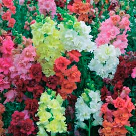  South Western Floral - Snap Dragons